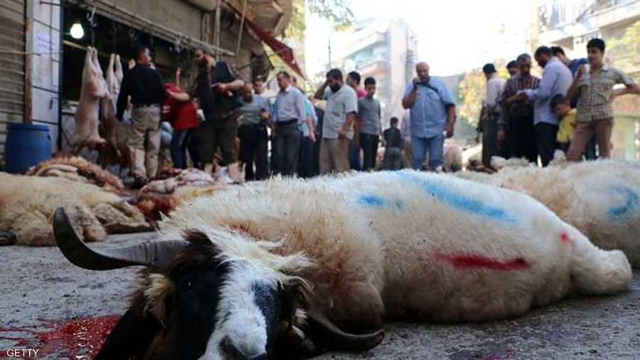  أضاحي في مدينة حلب للعيش في أجواء العيد