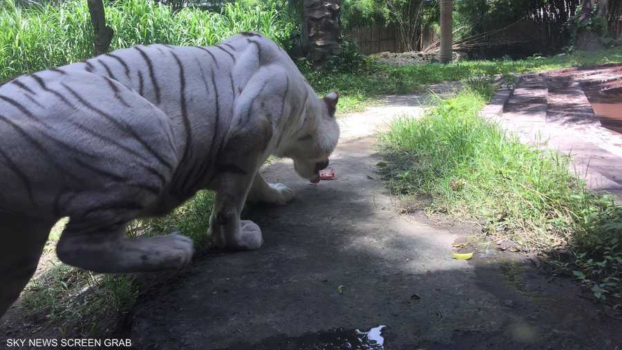 عن طريق الحافلات ذات النوافذ الزجاجية يمكن للزوار الاقتراب من الحيوانات المفترسة