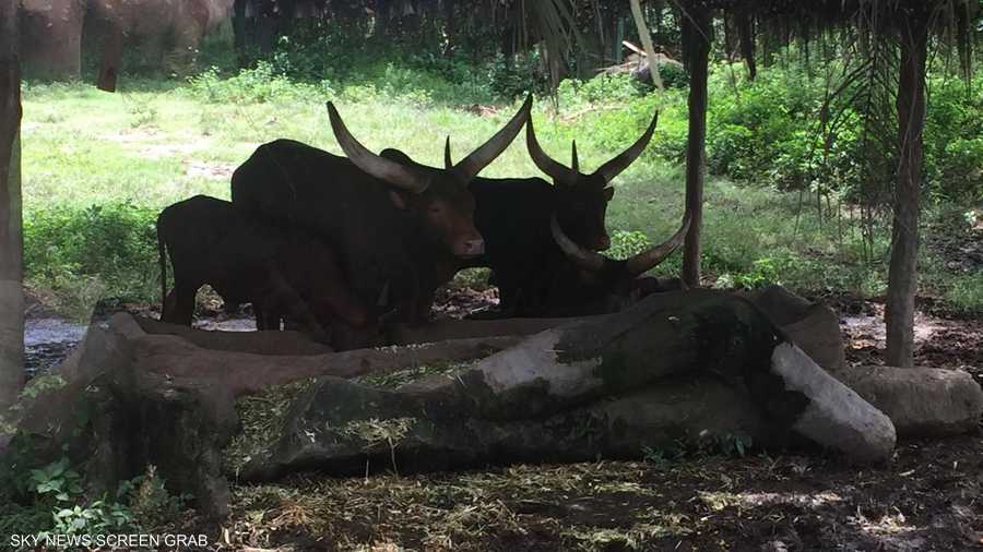 أبقار برية تستمتع بوجبة خضراء طازجة