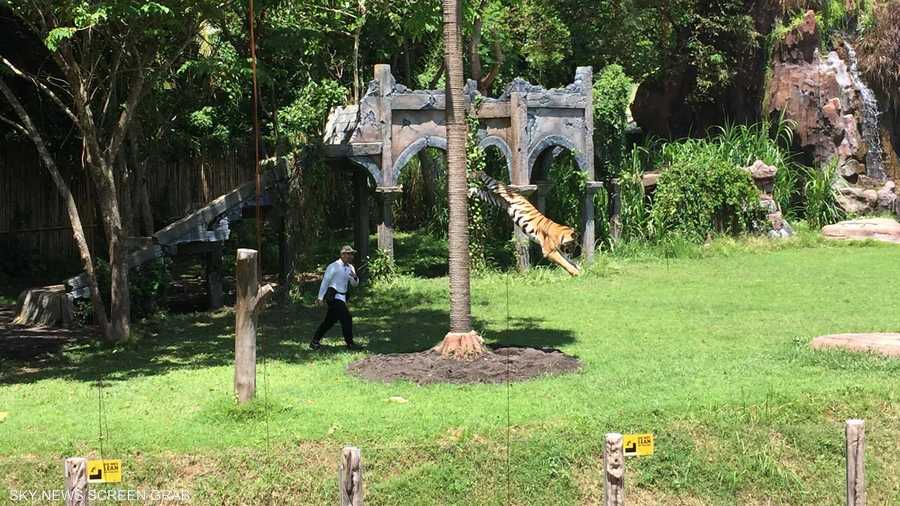 النمور تؤدي عرضا بهلوانيا يبهر الزائرين