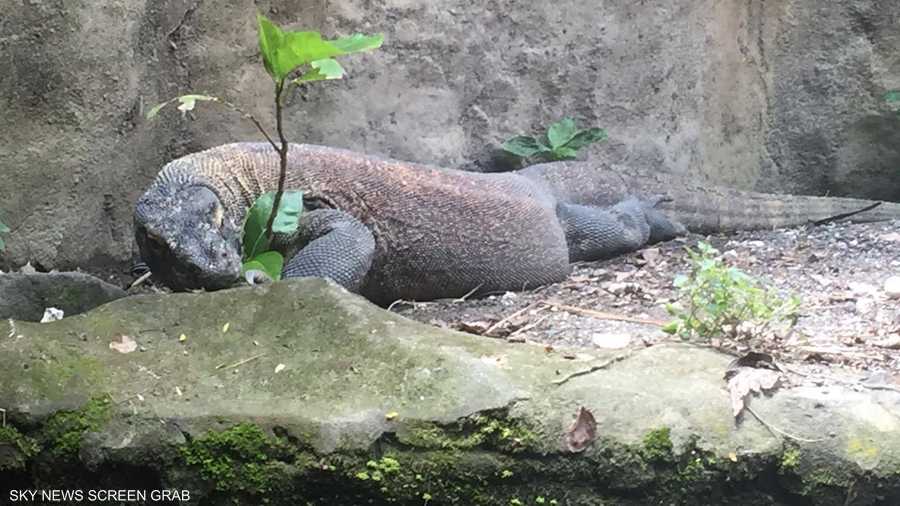 زواحف نادرة تعيش هنا أيضا