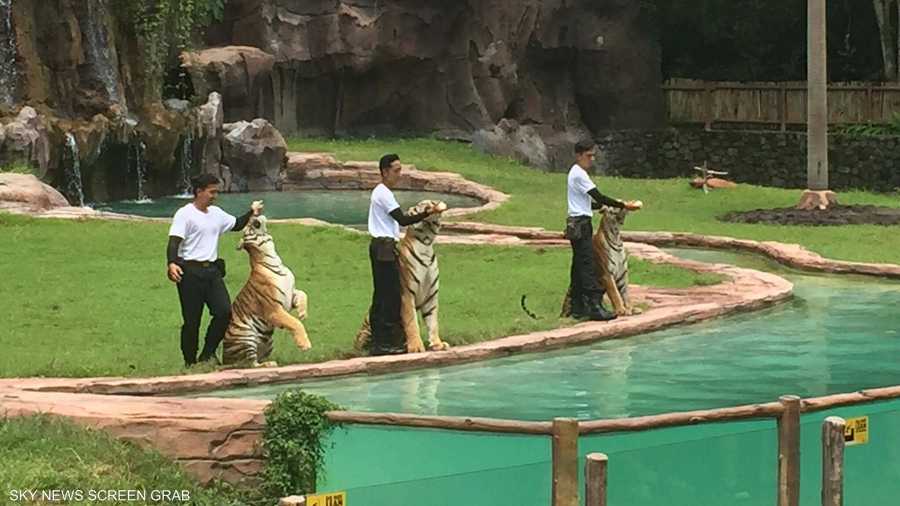 ثم تحصل بعد ذلك على مكافأة خاصة من مروضيها