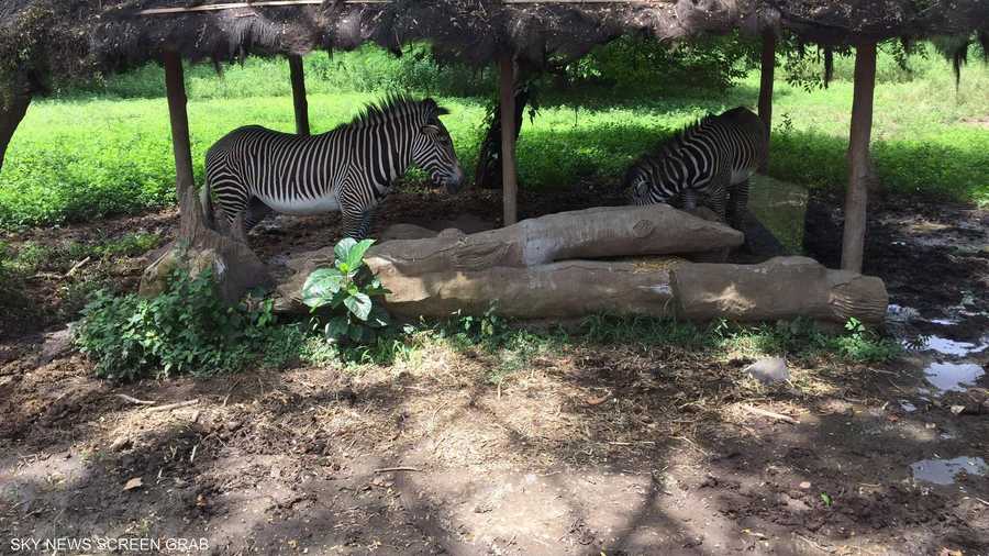 وحمير وحشية أيضا تلتهم غداءها في سكينة