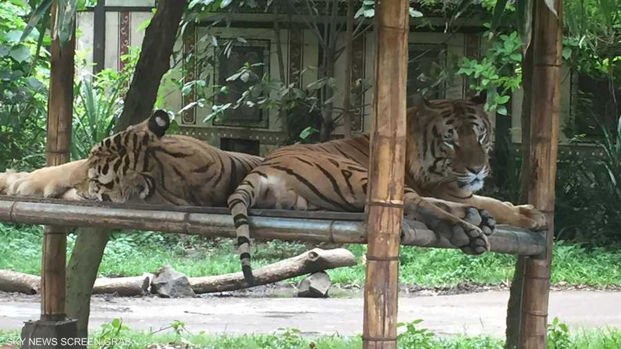 ولا بأس بقليل من الراحة في جو حار