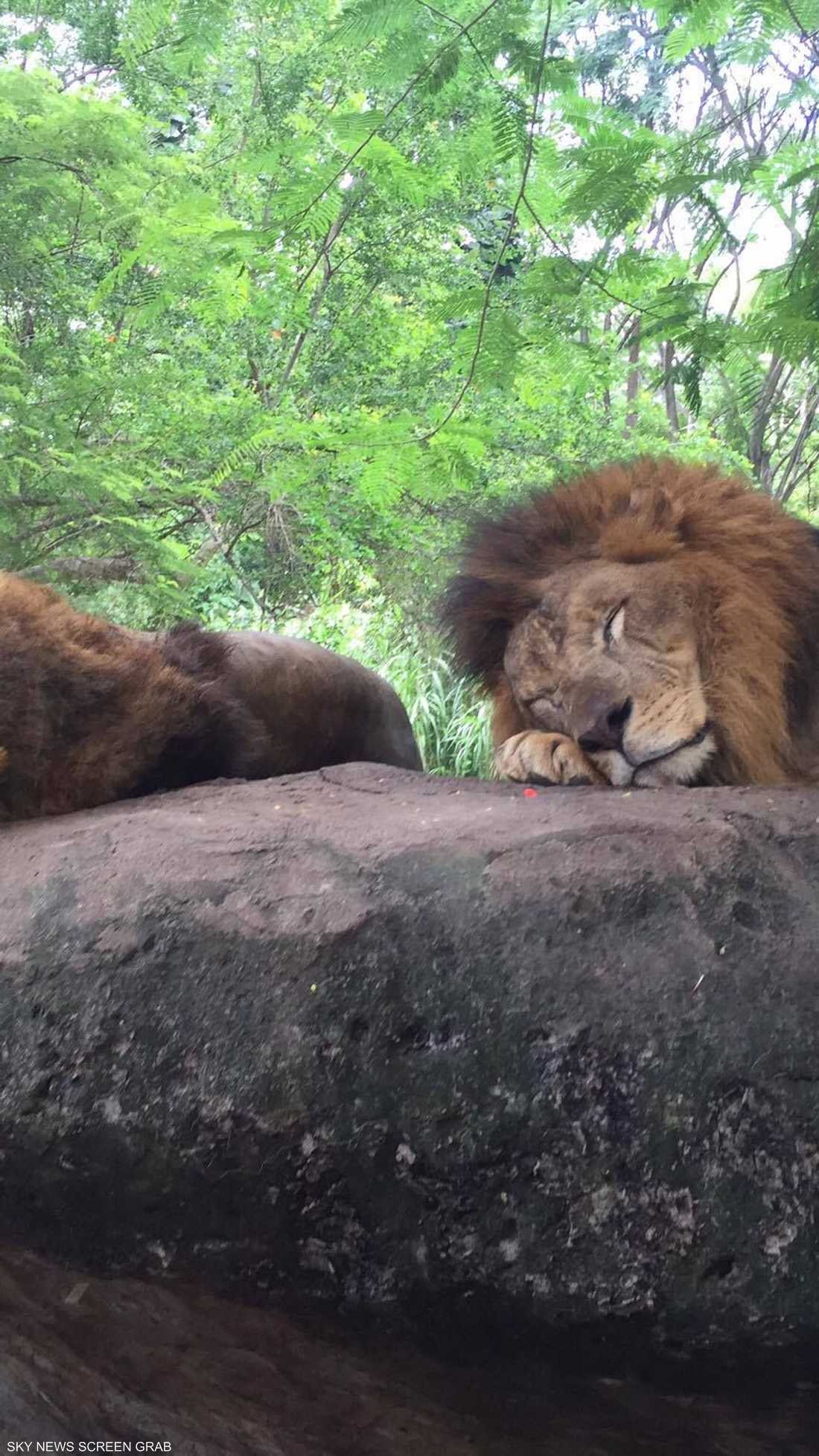 تضم الحديقة أنواعا من مختلف قارات العالم