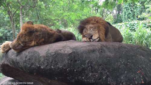 تضم الحديقة أنواعا من مختلف قارات العالم