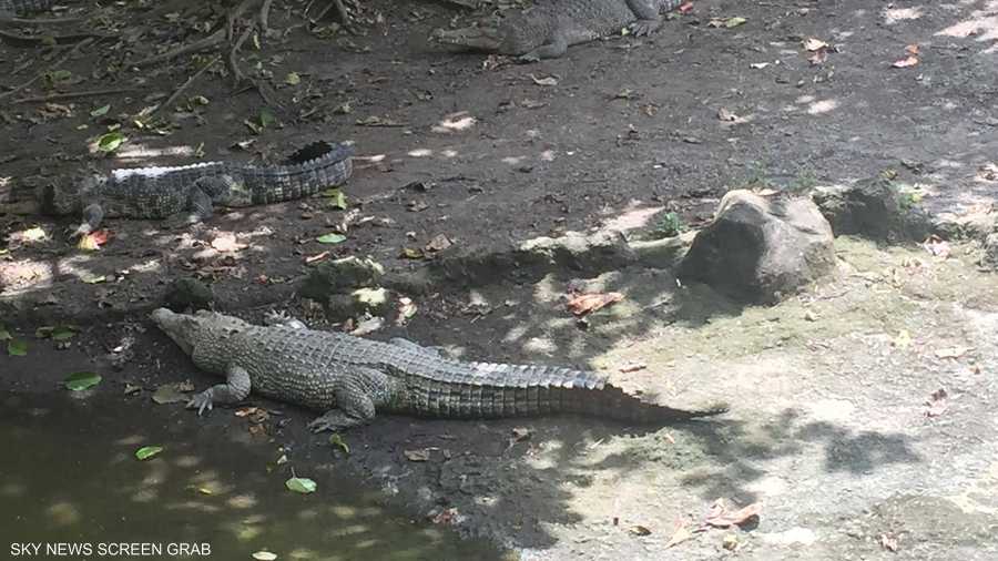 وتماسيح يمكن تمييزها بصعوبة حيث تكتسي بلون التربة أو تغوص في المياه