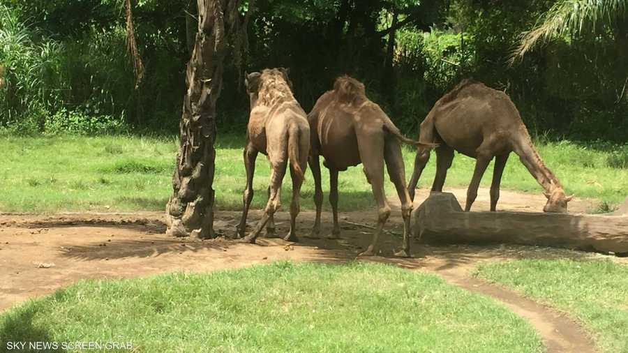 الجمال تلهو تحت أعين الزوار