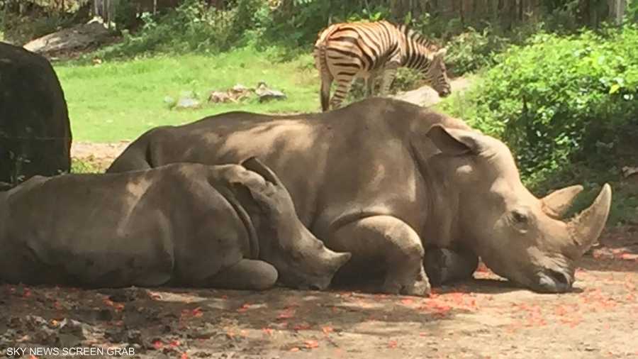 ويبدو أن النعاس غلب حيوانات وحيد القرن فاستسلمت له
