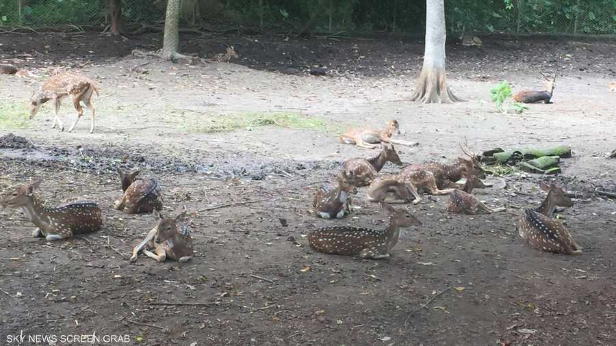 وفي هذه الغابة الصغيرة البهاء حاضر أيضا في هيئة غزلان رقيقة