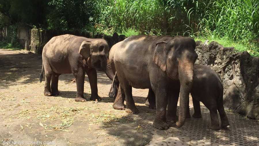 الأفيال لا تشعر بغربة كبيرة حيث تعتبر إندونيسيا إحدى مواطنها