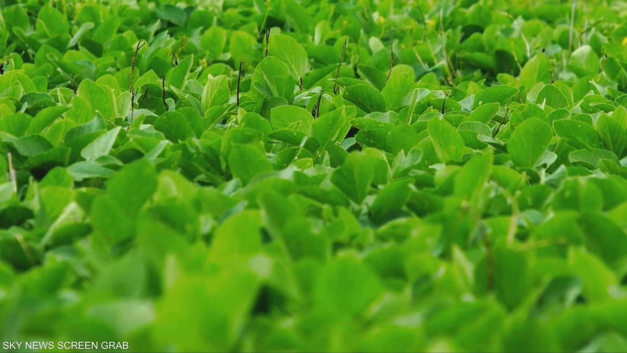 الأمن الغذائي.. بين التحديات العالمية والحلول المستدامة