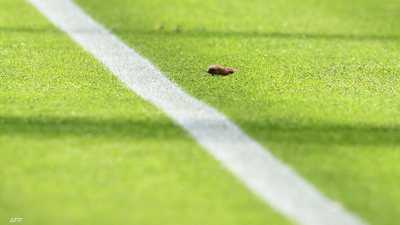 فيديو.. فأر داخل "الكامب نو" يضع برشلونة في مرمى السخرية