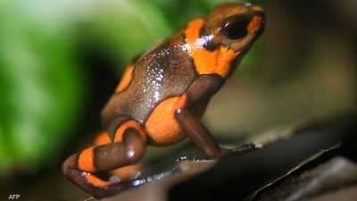 ألوان الضفدع السام ترتبط بدرجة سميته